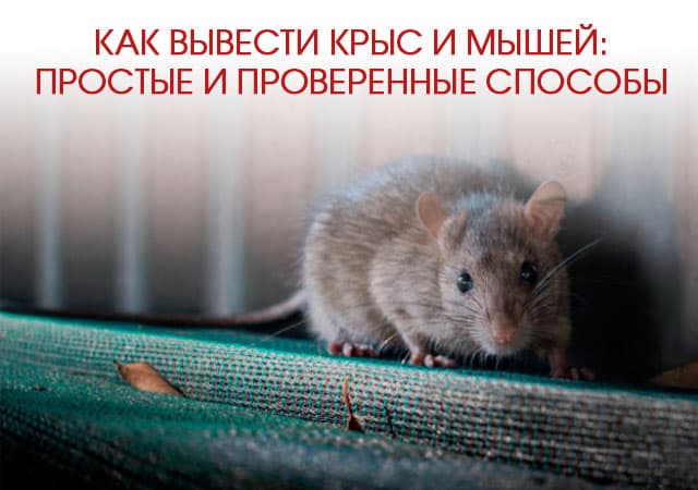 Как вывести крыс и мышей в Пущино: простые и проверенные способы