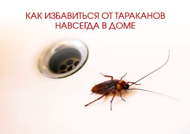 Как избавиться от тараканов в доме в Пущино