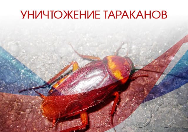 Уничтожение тараканов в Пущино