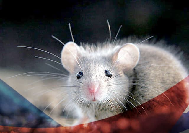 Уничтожение мышей в Пущино